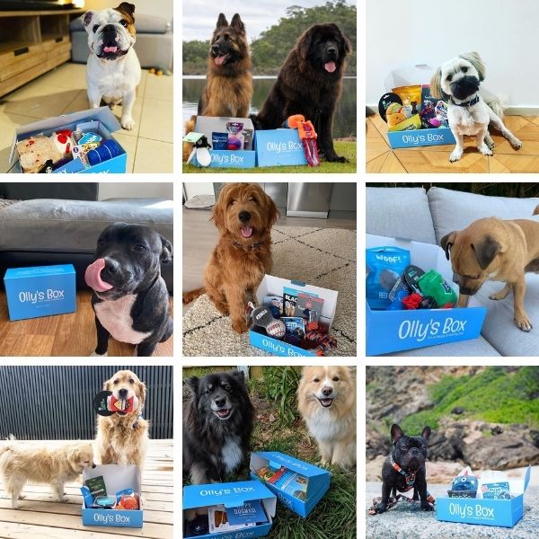 Dogs with their Olly's Box